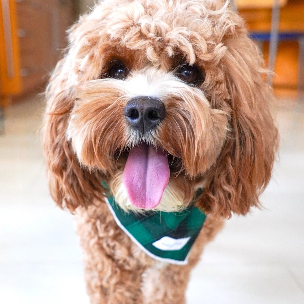 Lucy & Co Gus Plaid Bandana
